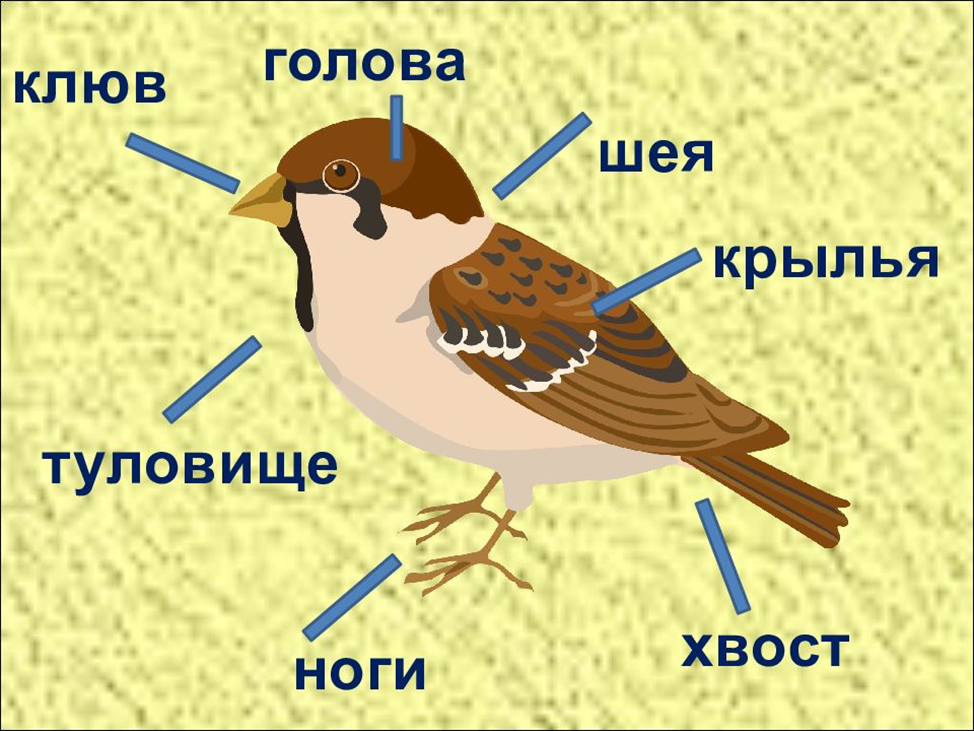 Окружающий мир: птицы. Тема урока птицы. Кто такие птицы. Презентация птицы 1 класс. Птички класс
